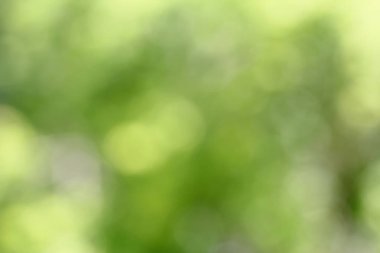 Soyut dairesel yeşil bokeh arka plan. Yeşil bokeh etkisi ile arka plan bulanık. Doğal yeşil arka plan