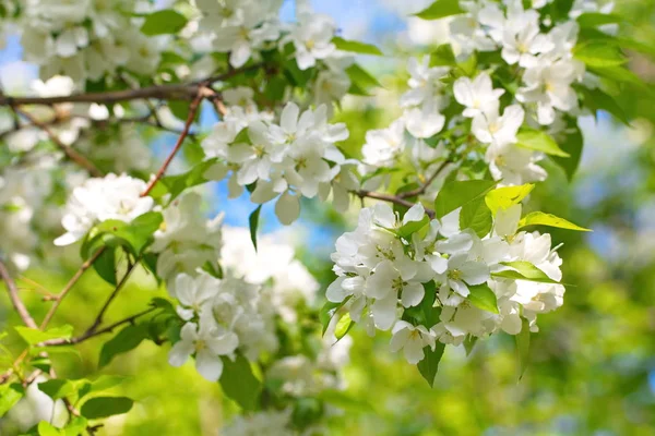 Bahar gökyüzü arka plan üzerinde beyaz çiçek çiçek