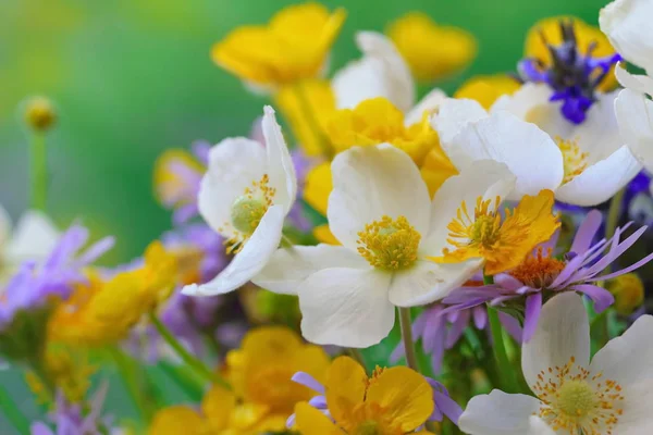 自然背景下的野生美丽花朵花束 — 图库照片