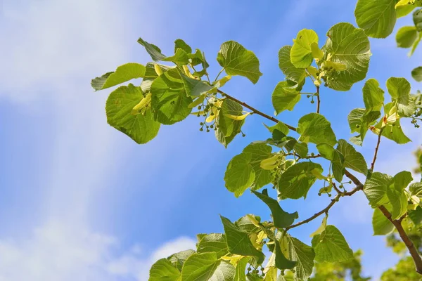 Bir yaz günü, gökyüzü arka plan üzerinde ağacının dalını