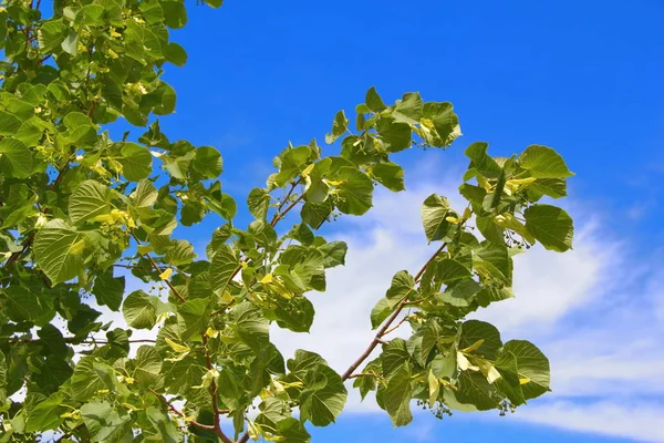 Větev Stromu Pozadí Oblohy Letní Den — Stock fotografie