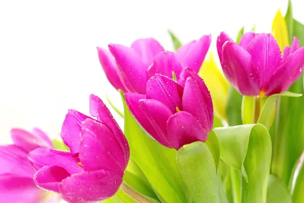 Spring Tulip Flowers Light Background — Stock Photo, Image