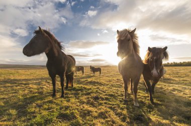 horses with beautiful and bushy mane of iceland clipart