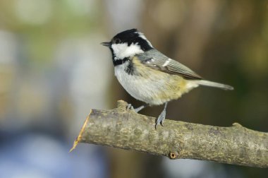 Cole-yukarı kuş uçmaya hazır