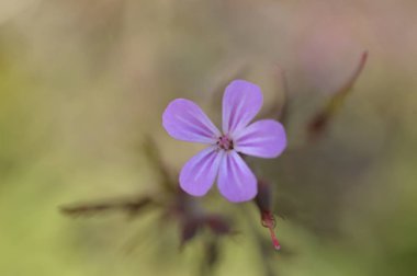 arka plan bulanık ile ilk makro içinde fotoğraflandı mor