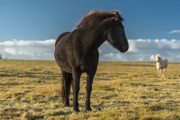 Konie Piękną Krzaczaste Grzywa Islandii — Zdjęcie stockowe