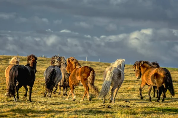 Cavalos Com Crina Bonita Arbustiva Iceland — Fotografia de Stock