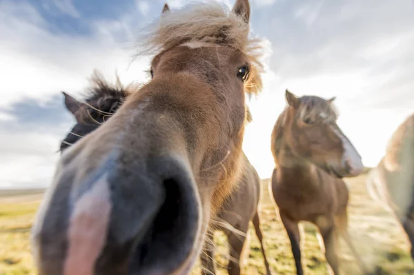 Zlanda Nın Güzel Gür Yele Atlarla — Stok fotoğraf