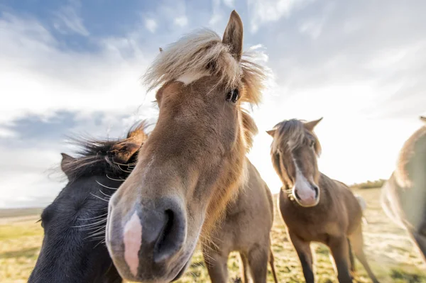 Cavalli Con Criniera Bella Cespugliosa Ghiandaia — Foto Stock