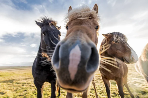 Zlanda Nın Güzel Gür Yele Atlarla — Stok fotoğraf