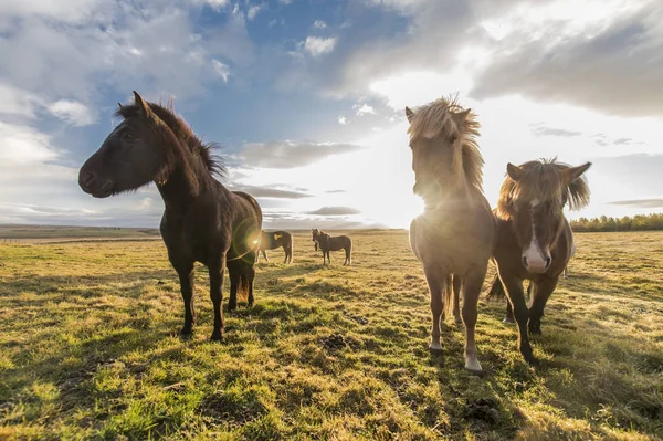 Коней Красивою Пухнастий Грива Ісландії — стокове фото