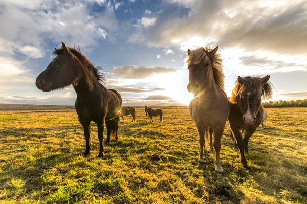 Hästar Med Vackra Och Buskig Manen Island — Stockfoto