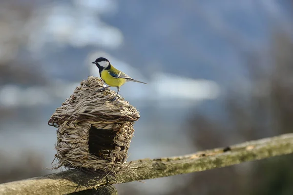 Titmouse Uma Manjedoura Palha Pronta Para Voar — Fotografia de Stock