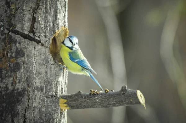 Grande Tit Com Sementes Boca — Fotografia de Stock