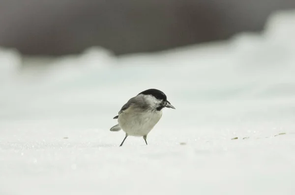 Зимой Птица Ест Семена Белом Снегу — стоковое фото