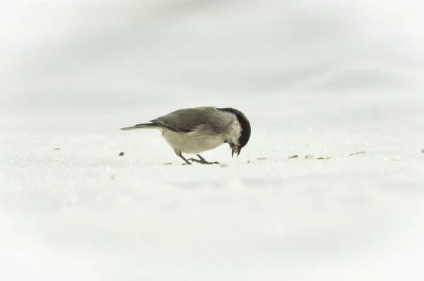 Зимой Птица Ест Семена Белом Снегу — стоковое фото