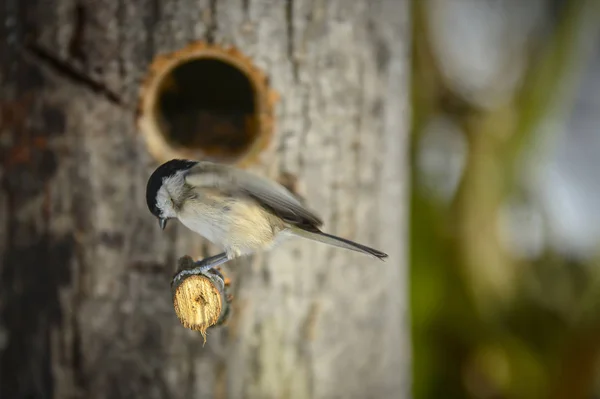 Meisen Auf Einem Ast Der Nähe Des Nestes — Stockfoto