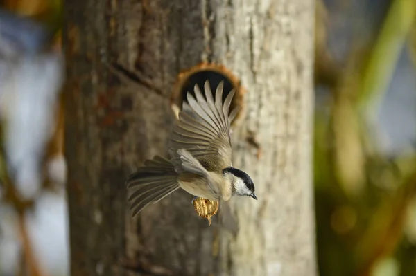Είναι Μεγάλη Tit Ανοιγμένα Φτερά Για Πετούν — Φωτογραφία Αρχείου