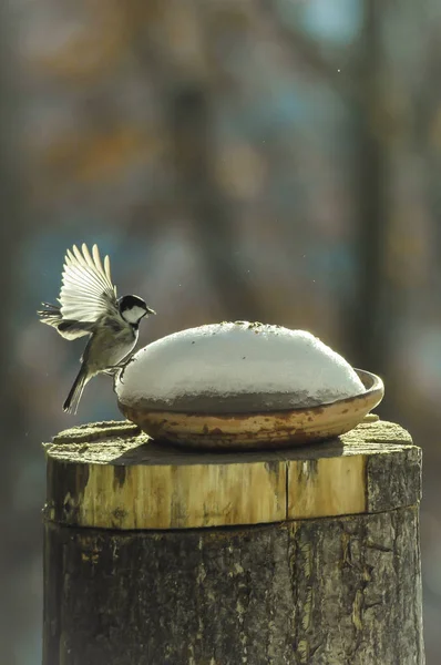 Meisen Flug Der Nähe Des Nestes Mit Schnee — Stockfoto