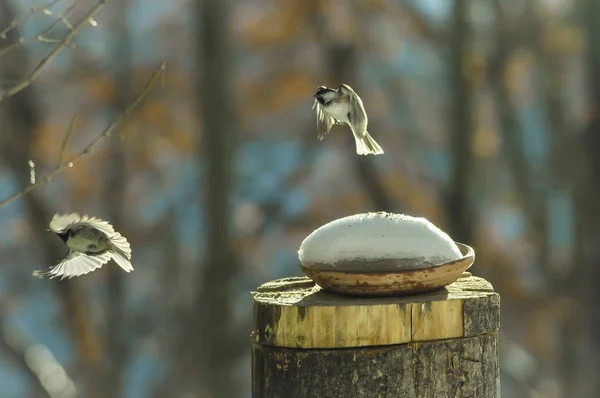 Meisen Flug Der Nähe Des Nestes Mit Schnee — Stockfoto