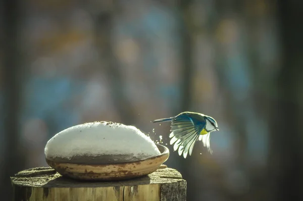 Meisen Flug Der Nähe Des Nestes Mit Schnee — Stockfoto