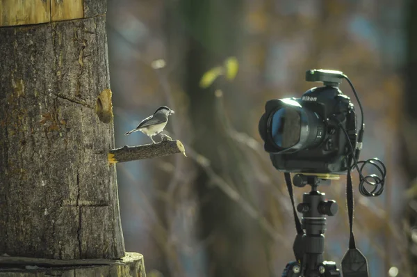 Pták Blízkosti Kamery Zimním Období — Stock fotografie