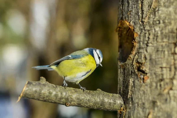 Close Grande Tit Log — Fotografia de Stock