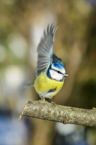 Titmouse Ramo Perto Ninho — Fotografia de Stock