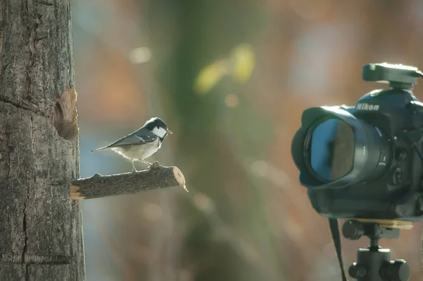 Fågel Nära Kameran Vintersäsongen — Stockfoto