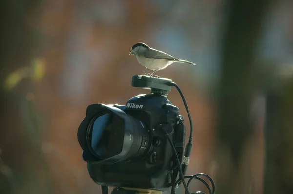 Pták Blízkosti Kamery Zimním Období — Stock fotografie