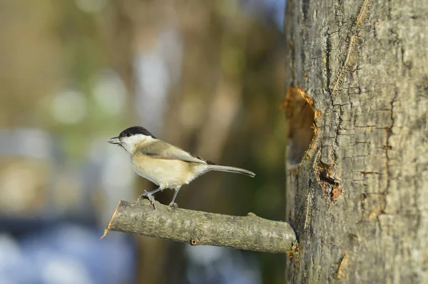 Pássaro Pronto Para Voar Natureza — Fotografia de Stock