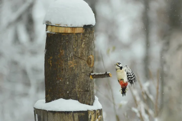 Pica Pau Voando Direção Alimentador Pássaros Inverno — Fotografia de Stock