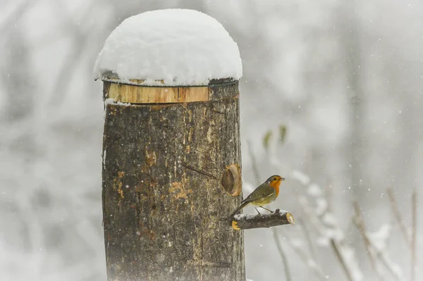 Robin Στη Μέση Του Μια Όμορφη Χιονόπτωση — Φωτογραφία Αρχείου