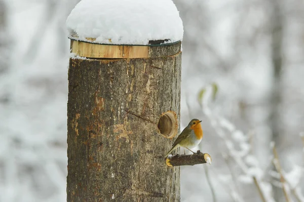 Robin Meio Uma Bela Queda Neve — Fotografia de Stock