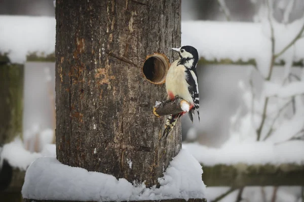 Woodpecker in winter eating from a bird feeder