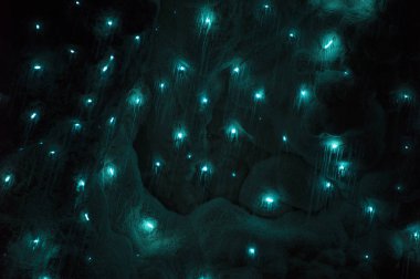 glowworms waitomo mağaraları içinde