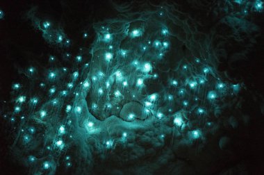 glowworms waitomo mağaraları içinde