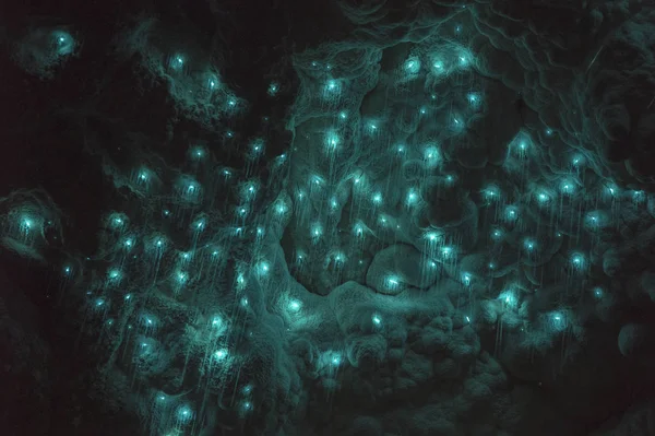 Glowworms Waitomo Cave Nowej Zelandii — Zdjęcie stockowe