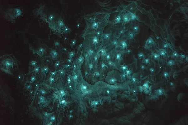 Yeni Zelanda waitomo glowworms mağara