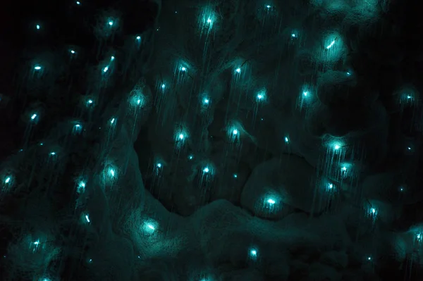 瓦托莫洞穴里的萤火虫 图库图片