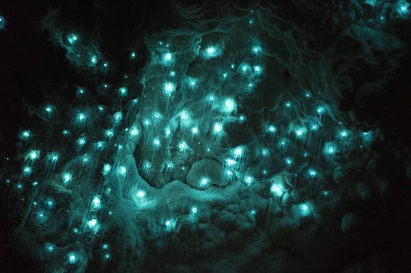 瓦托莫洞穴里的萤火虫 图库图片