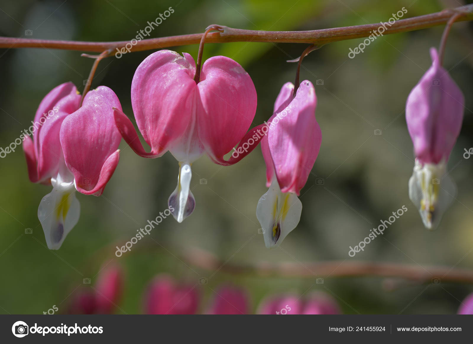 Plant Bleeding Hearts Produces Wonderfull Pink Flowers Small Hearts Stock Photo Image By C Criskorah 241455924