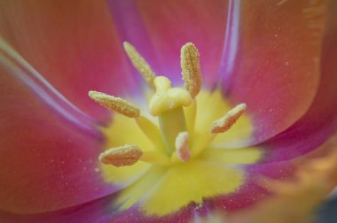 Baharda pürüzlü olan yaprakları ile bu güzel Lale çiçek açar. Yangın alevleri rengini hatırlıyor