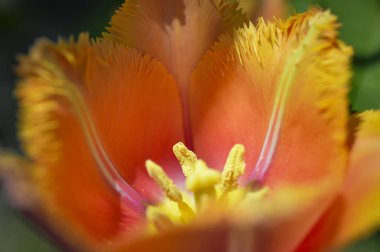 Baharda pürüzlü olan yaprakları ile bu güzel Lale çiçek açar. Yangın alevleri rengini hatırlıyor