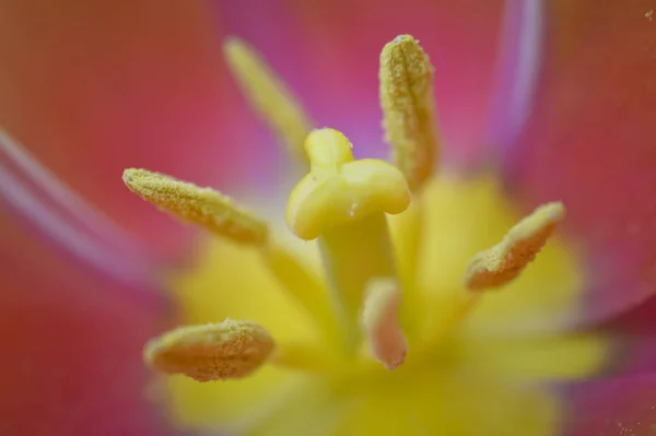 Primavera Esta Bela Tulipa Com Suas Pétalas Irregulares Floresce Sua — Fotografia de Stock