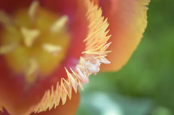 Primavera Esta Bela Tulipa Com Suas Pétalas Irregulares Floresce Sua — Fotografia de Stock