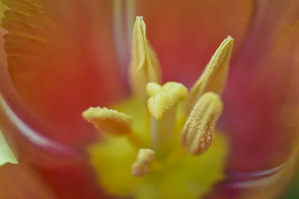 Baharda Pürüzlü Olan Yaprakları Ile Güzel Lale Çiçek Açar Yangın — Stok fotoğraf