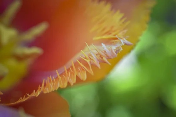 Primavera Esta Bela Tulipa Com Suas Pétalas Irregulares Floresce Sua — Fotografia de Stock