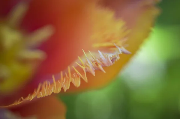 在春天 这美丽的郁金香与它的锯齿状花瓣绽放 它的颜色让人想起火焰 — 图库照片