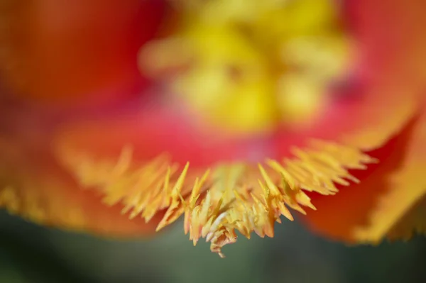 在春天 这美丽的郁金香与它的锯齿状花瓣绽放 它的颜色让人想起火焰 — 图库照片